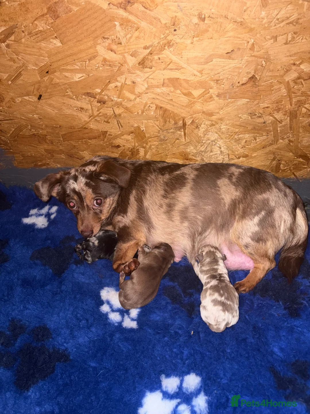 Mixed Breed dogs for sale: Mixed Breed in Sheerness - Advert 1