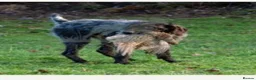 German Wirehaired Pointer dogs for sale: German wirehair pointer pups.  - Advert 11