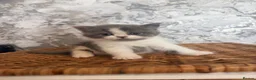 British Shorthair cats for sale: Beautiful British Shorthair Kitten  in London - Advert 6