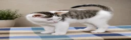 Mixed Breed cats for sale: Beautiful Home-Raised Kittens – Ready at 12 Weeks - Advert 20