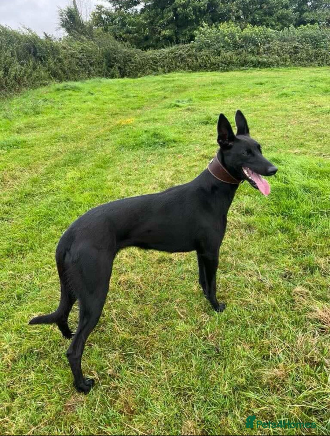 Greyhound Dog Alaskan Husky Greyhound Mix Husky Greyhound Discount