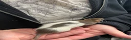 Rat rodents for sale: Baby rats - Advert 15
