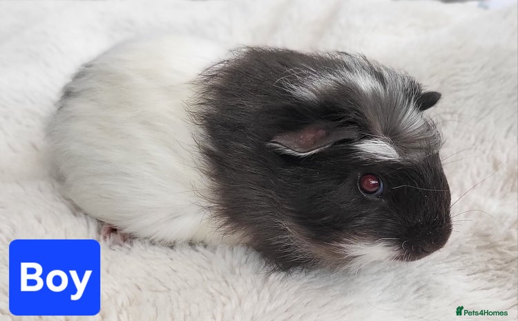 Guinea Pig rodents - Advert 9
