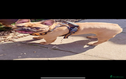 French Bulldog dogs for sale: French bulldog bitch - Image 3