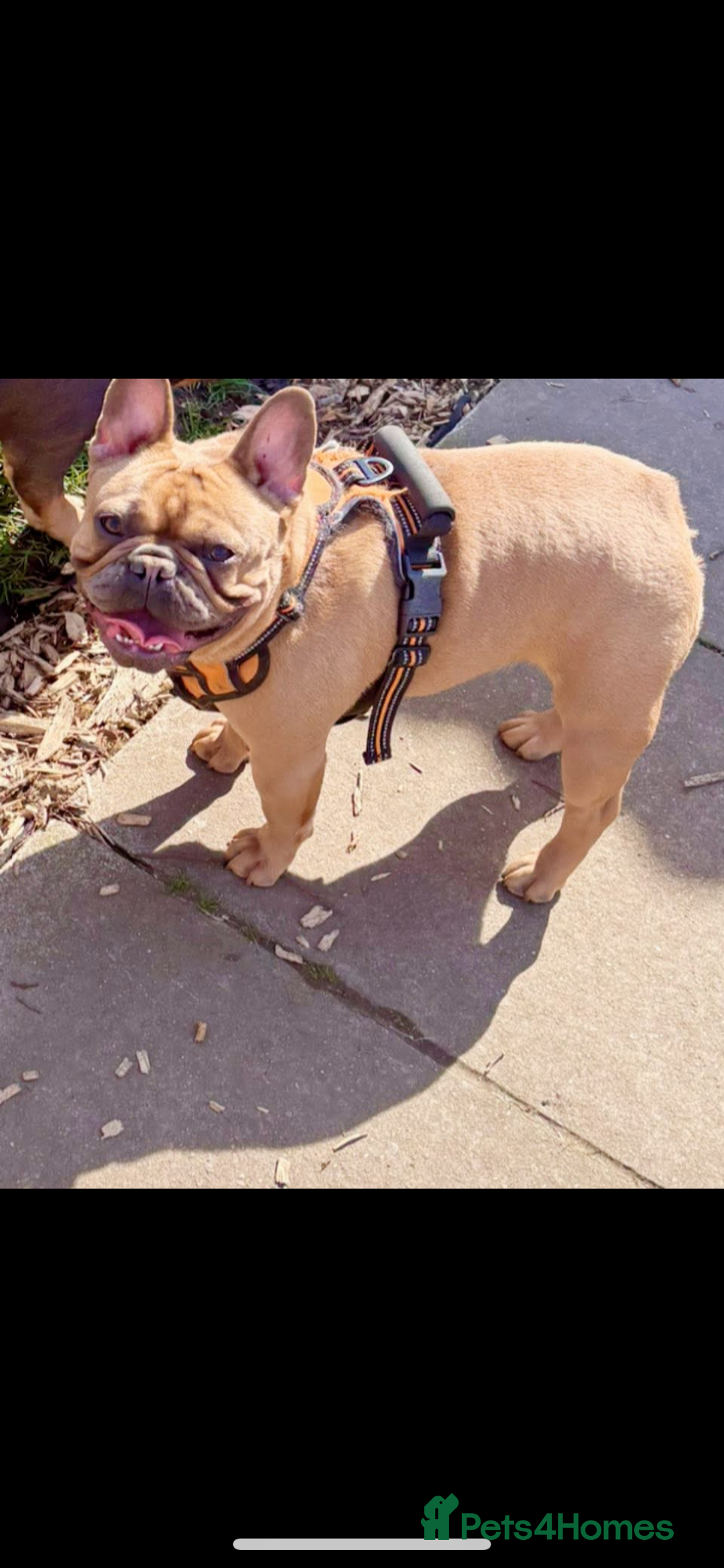 French Bulldog dogs for sale: French bulldog bitch - Image 3