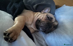 French Bulldog dogs for sale: 4yo female French bulldog - Image 6