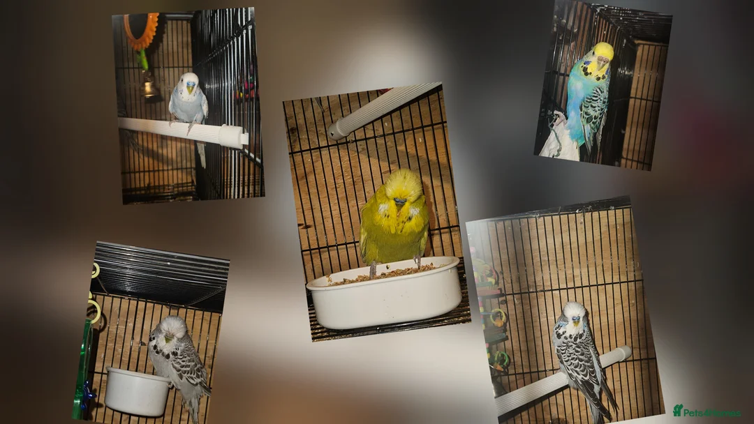 Budgerigars birds for sale: Budgies - Advert 1