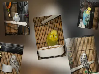 Budgerigars birds Budgies - Advert 11