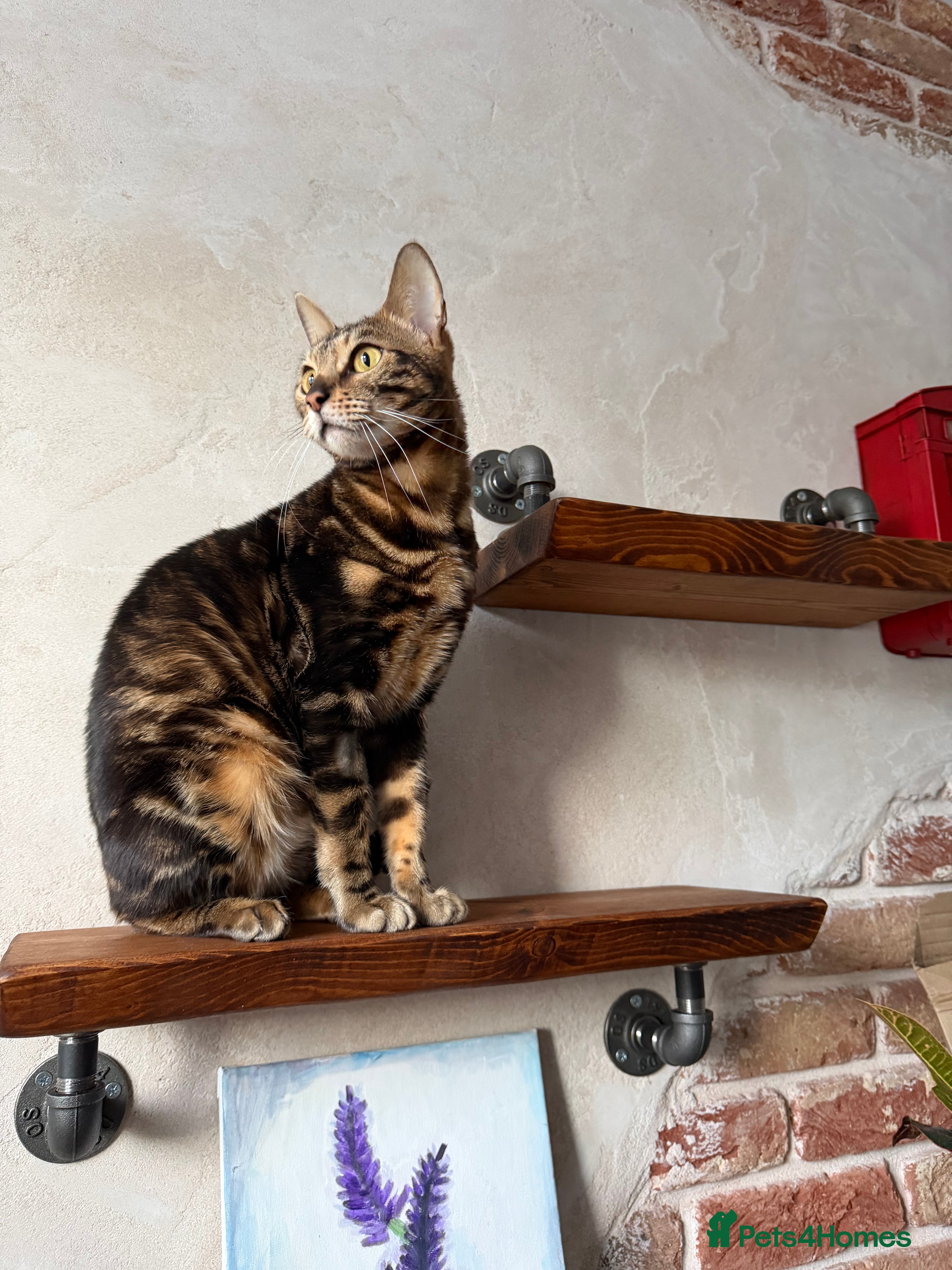 Bengal cats Beautiful Spayed Bengal Cat Looking for Loving Hom - Advert 4