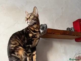 Bengal cats Beautiful Spayed Bengal Cat Looking for Loving Hom - Advert 4