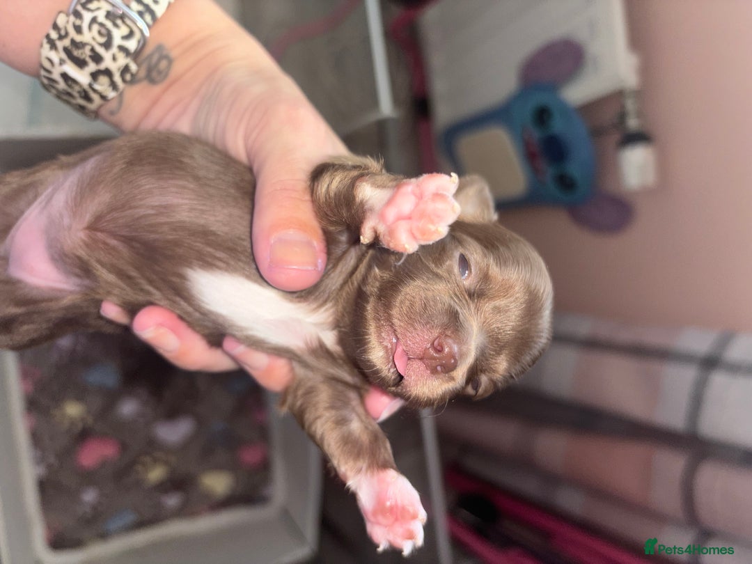 Chihuahua dogs for sale: Chocolate Girls Longhair Chihuahua  - Image 4
