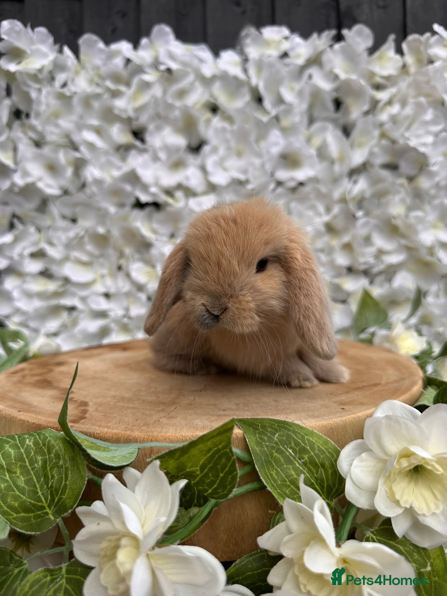 Mini Lop rabbits 🐰 PURE BRED MALE MINILOP KITS.  - Advert 1