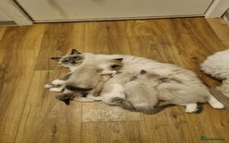 Ragdoll cats for sale: Ragdoll kittens  - Image 10