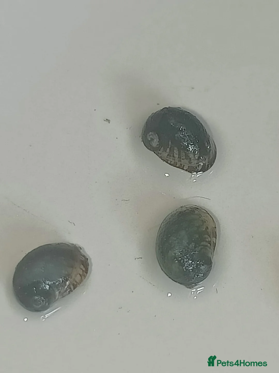 Snails fish for sale: Nerite snails true fresh water - Advert 3