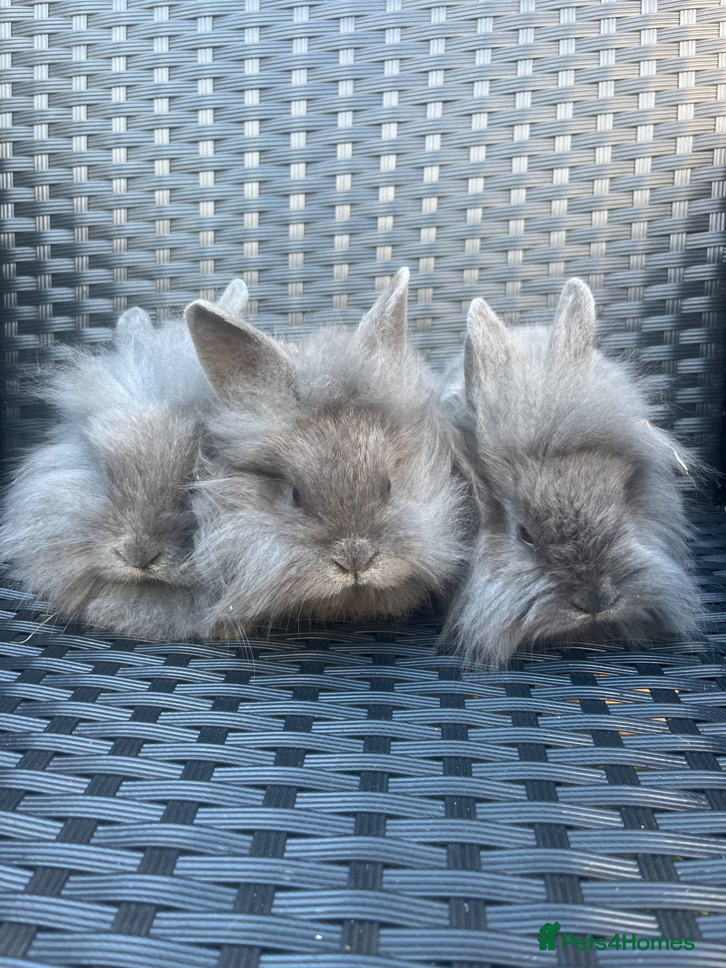 Mini Lion Lop rabbits Ready to go lionhead lops - Advert 1