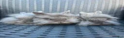 Mini Lion Lop rabbits for sale: Ready to go lionhead lops now reduced - Advert 15