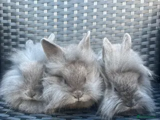 Mini Lion Lop rabbits Ready to go lionhead lops - Advert 1
