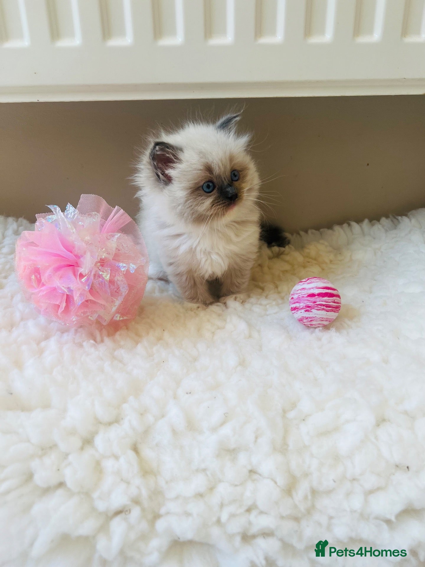 Ragdoll cats GCCF Reg 💕 Beautiful Ragdoll Kittens ChampionL 💕 - Advert 1