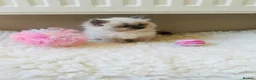 Ragdoll cats for sale: GCCF Reg 💕 Beautiful Ragdoll Kittens ChampionL 💕 - Advert 2