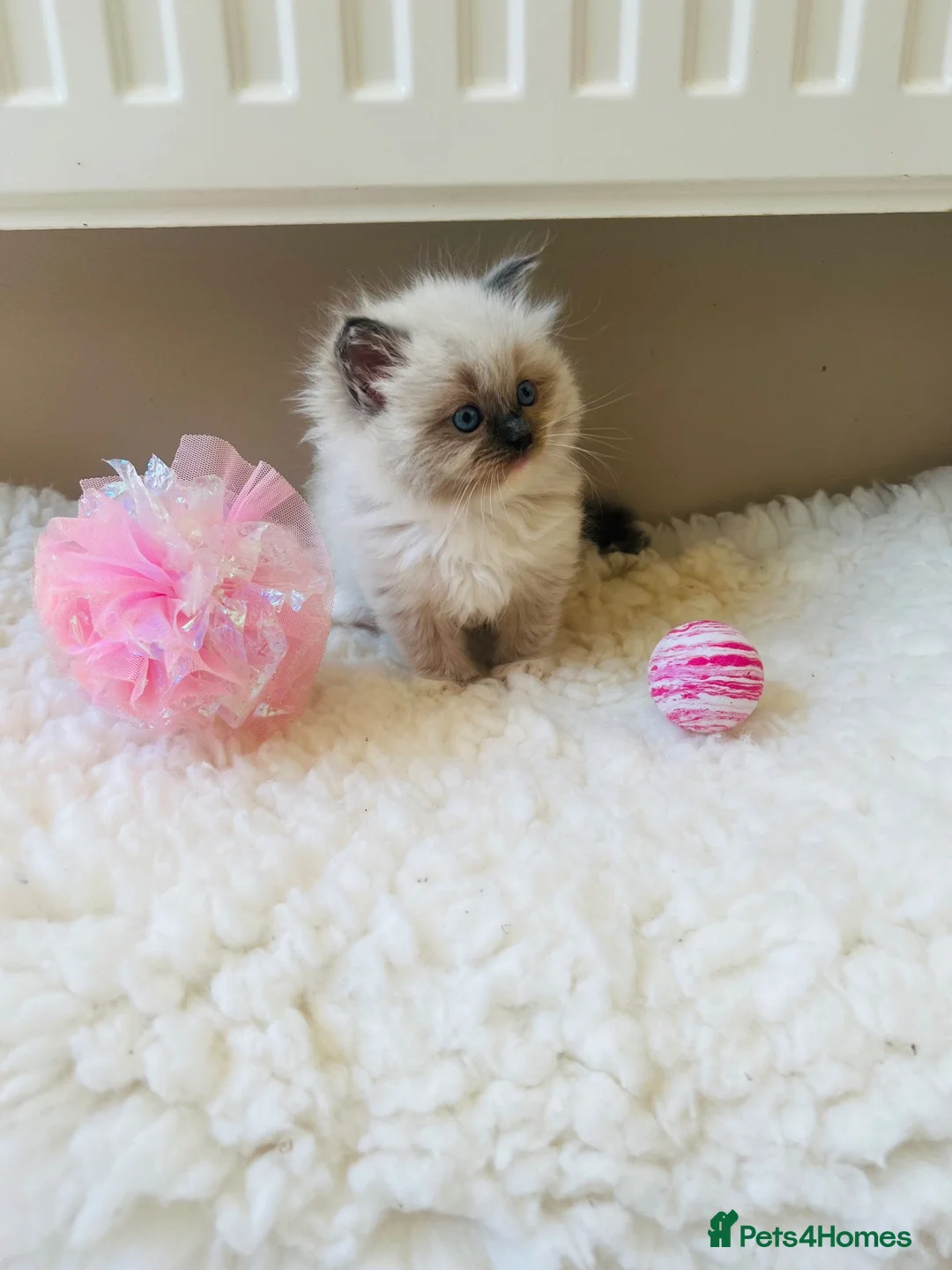 Ragdoll cats for sale: GCCF Reg 💕 Beautiful Ragdoll Kittens ChampionL 💕 - Advert 2