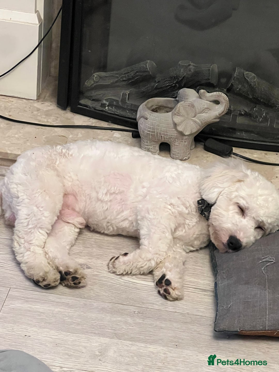 Mixed Breed dogs for sale: Maltese  - Advert 2