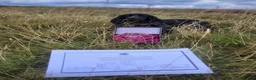 Cocker Spaniel dogs for sale: Black KC Registered Cocker Spaniel Bitch Ready Now - Advert 8