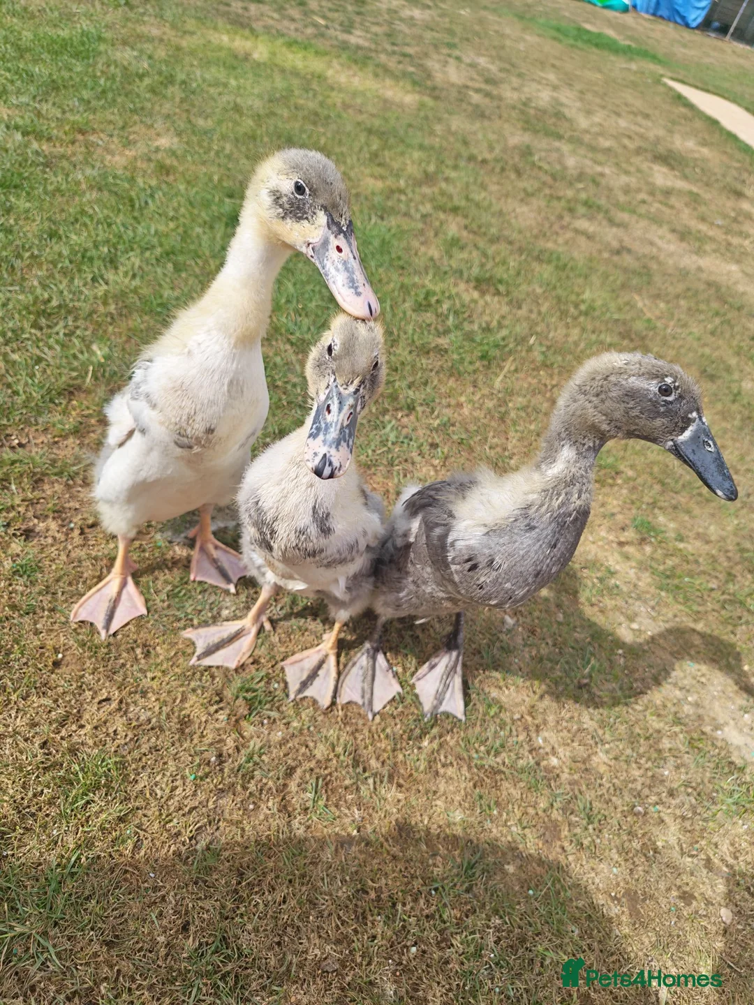 Ducks poultry for sale: Runner ducklings  in Northampton - Advert 3