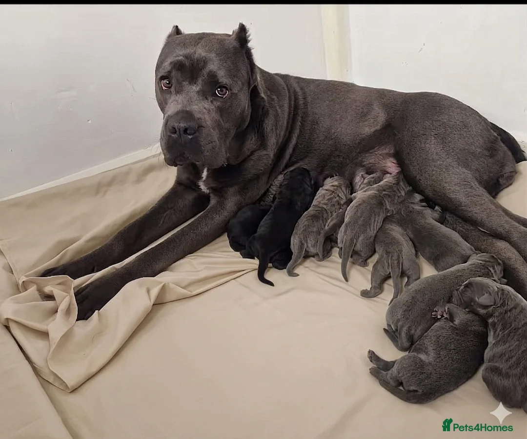 Cane Corso dogs for sale: Purebred Cane Corso puppy, Last one left🐾 - Advert 5