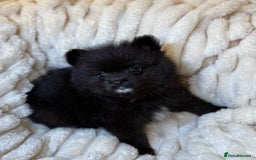 Pomeranian dogs for sale: 🐾 KC Registered Pomeranian Puppies 🐾 - Image 33