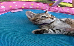 Bengal cats for sale: Beautiful litter of spotted Bengal kittens - Ready - Image 21