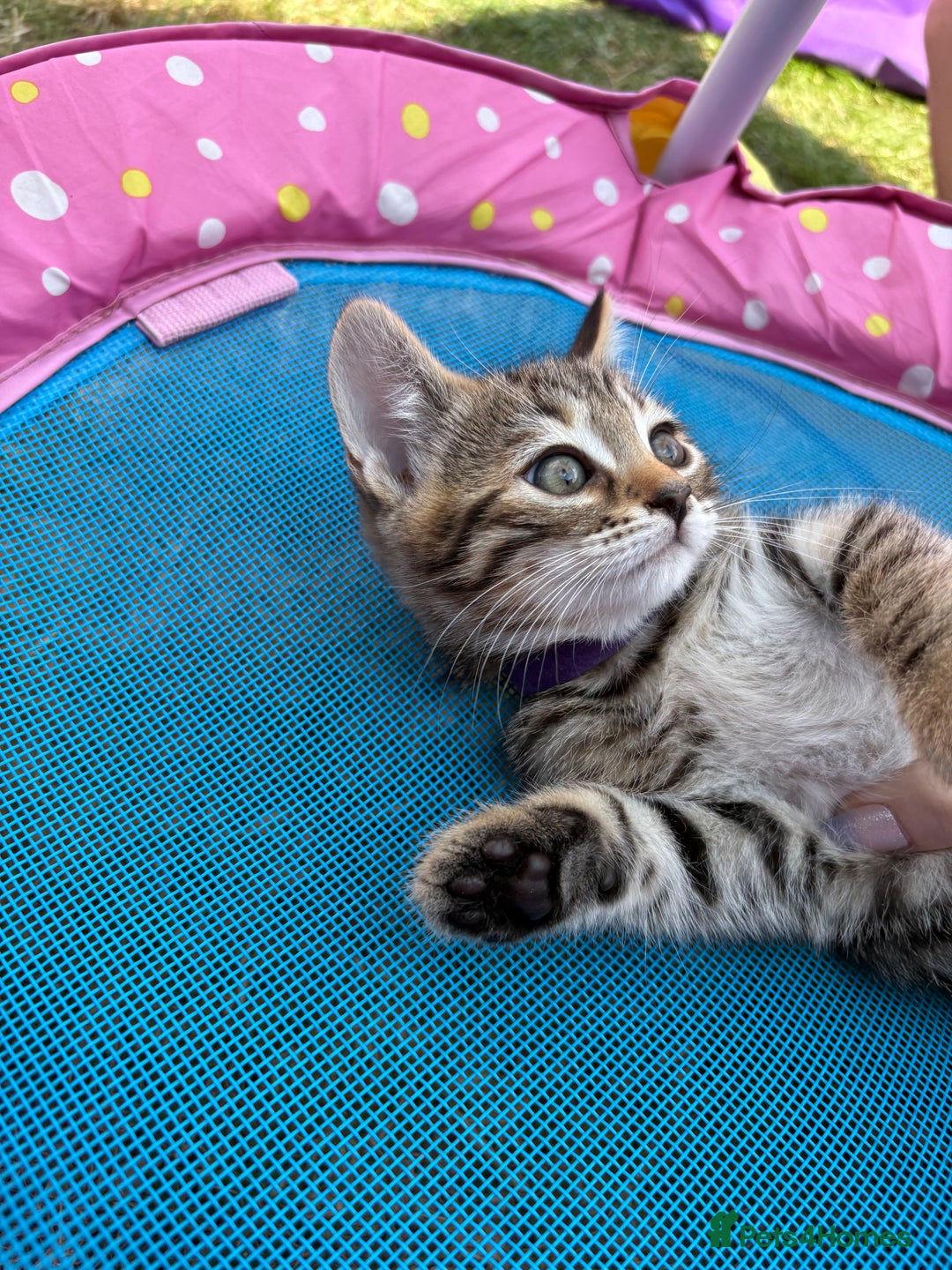 Bengal cats for sale: Beautiful litter of spotted Bengal kittens - Ready - Image 21