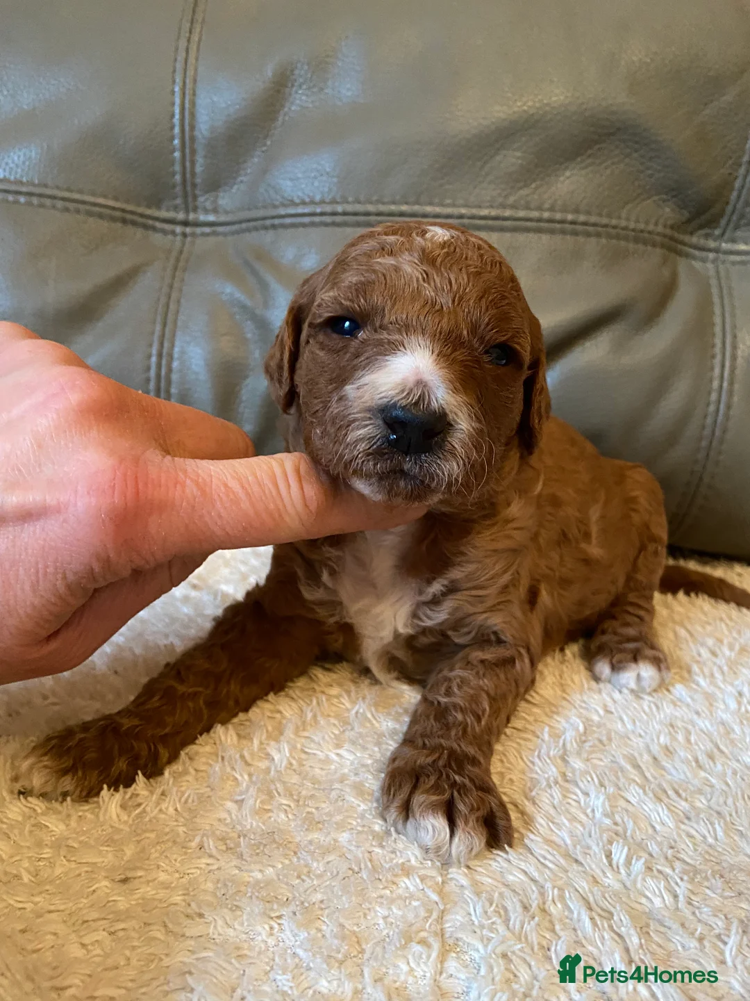 Mixed Breed dogs for sale: Stunning Australian Double Doodles - Advert 9