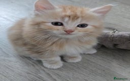 Scottish Fold cats for sale: Gorgeous fluffy Scottish Fold x DSH kittens - Image 5