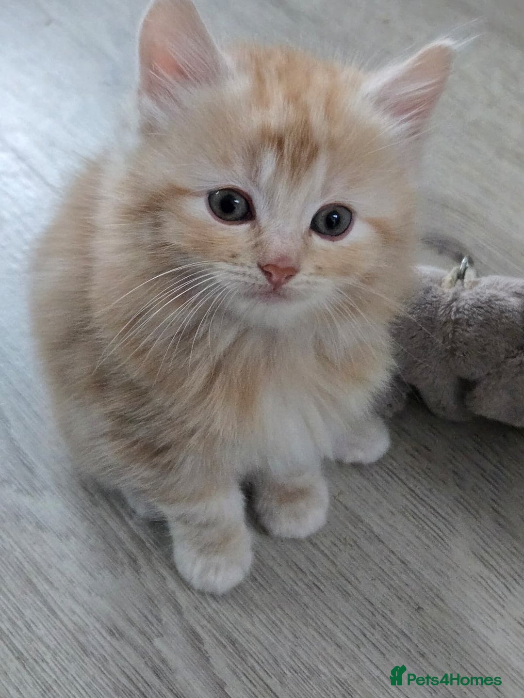 Scottish Fold cats for sale: Gorgeous fluffy Scottish Fold x DSH kittens - Image 5