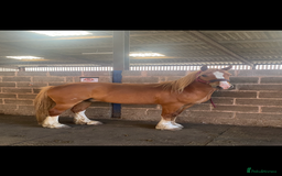 Other Breed horses for sale: Stunning Welsh X chunky gelding  - Image 4