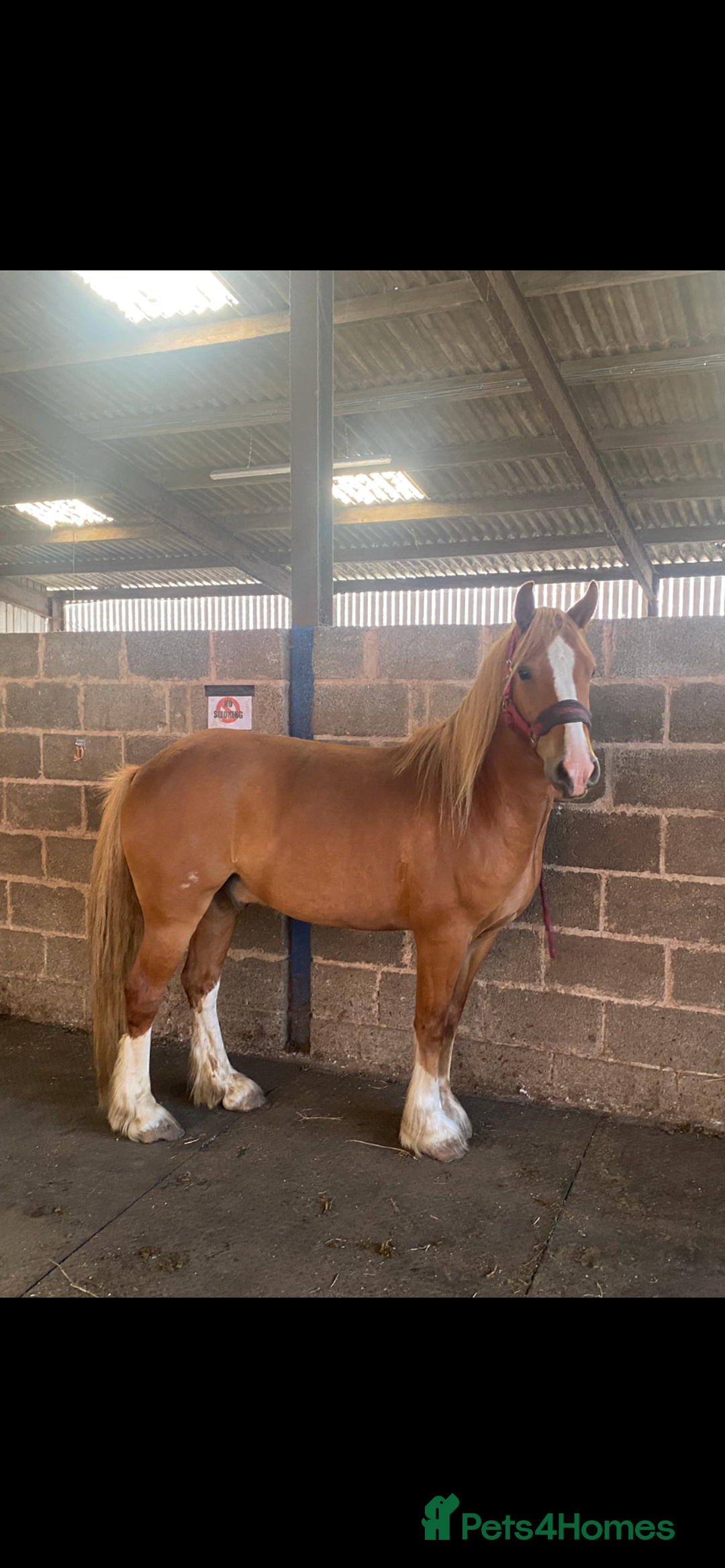 Other Breed horses for sale: Stunning Welsh X chunky gelding  - Image 4
