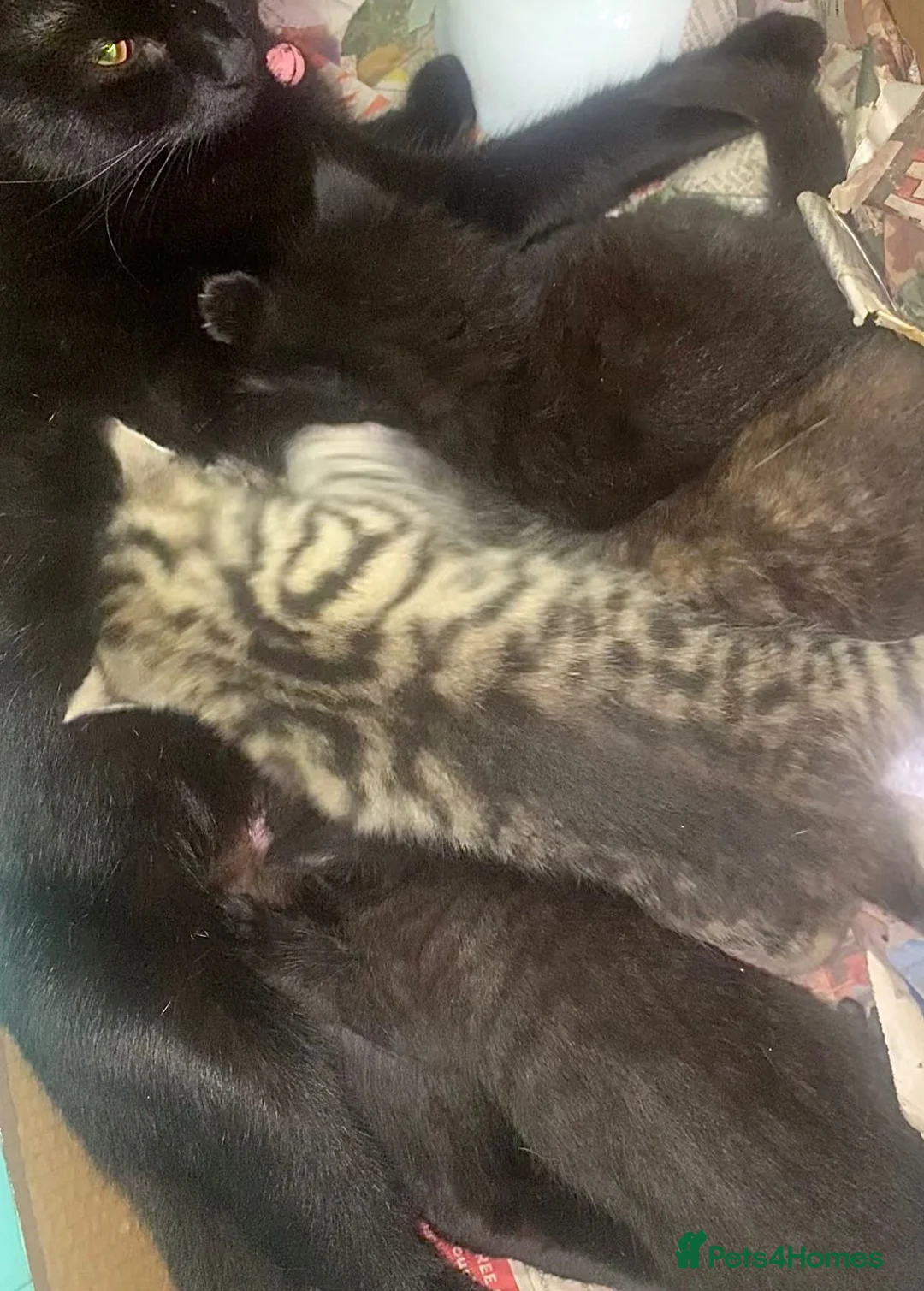Mixed Breed cats for sale: Urgent: Kittens looking for a forever home - Advert 3