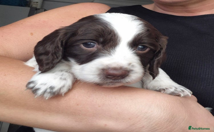 English Springer Spaniel dogs - Advert 9