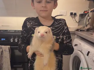 Ferret rodents Not for sale! stud only - Advert 1