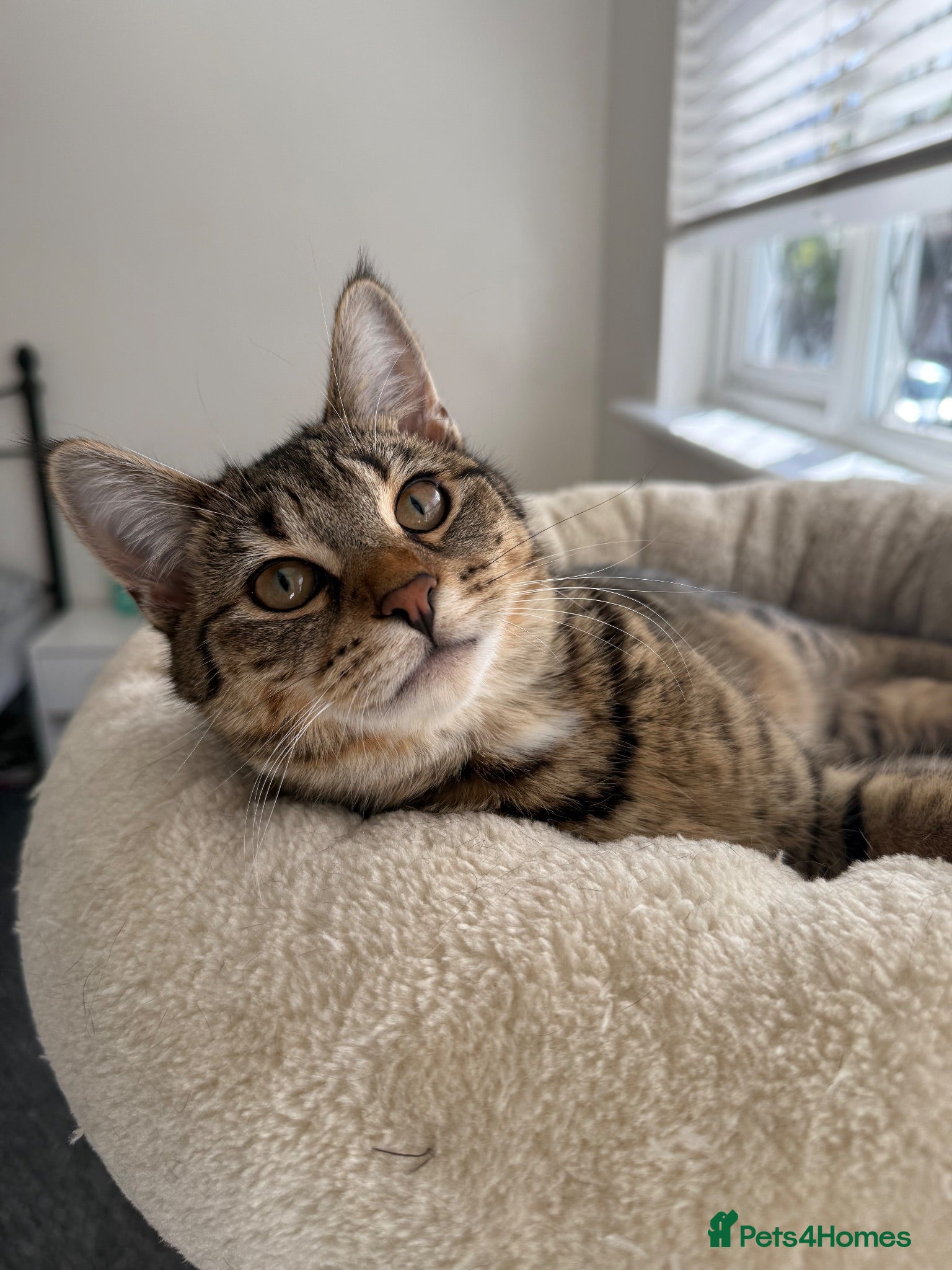 Mixed Breed cats Asu - The Beautiful Transformation - Advert 3