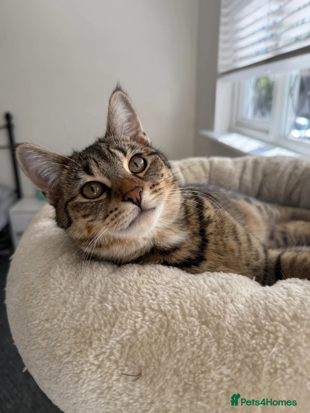 Mixed Breed cats for sale: Asu - The Beautiful Transformation - Advert 1
