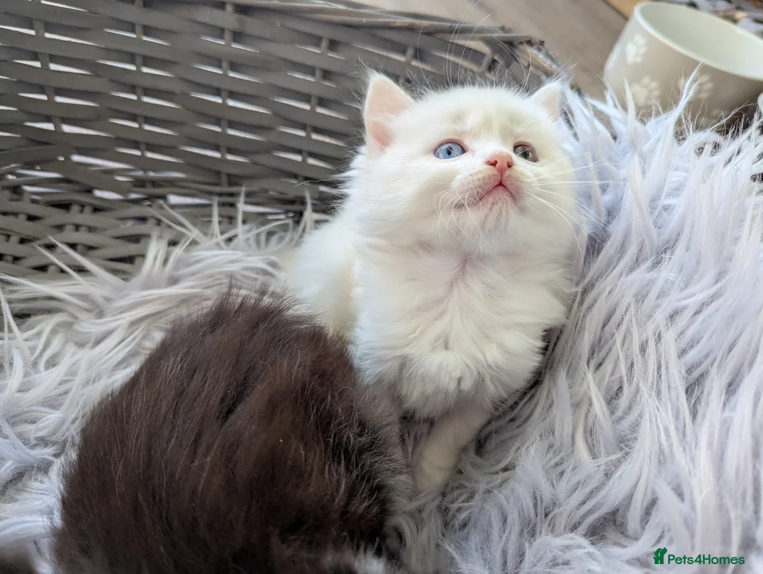 Ragdoll cats for sale: Ragdoll kittens  - Advert 26