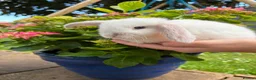 Mini Lop rabbits for sale: 4 beautiful mini lops - Advert 3