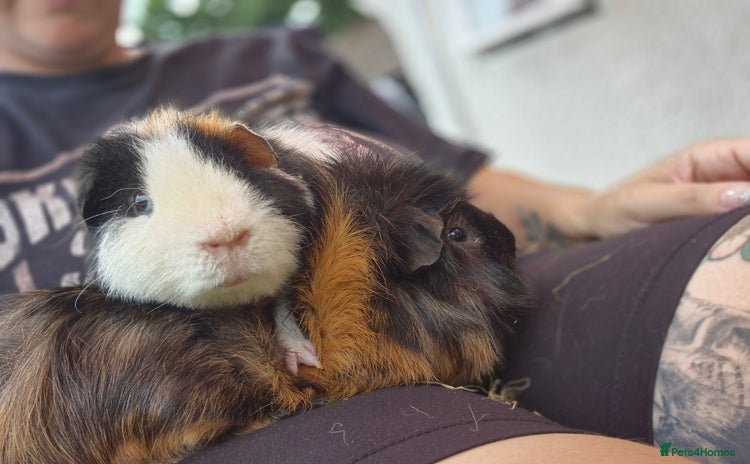 Guinea Pig rodents - Advert 1