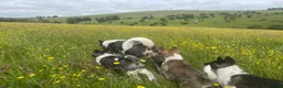 Akita dogs for sale: Akita Puppies  in Buxton - Advert 14