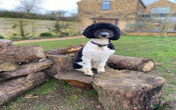 Standard Poodle dogs for sale: Beautiful KC Registered Standard Poodle Puppies - Image 6