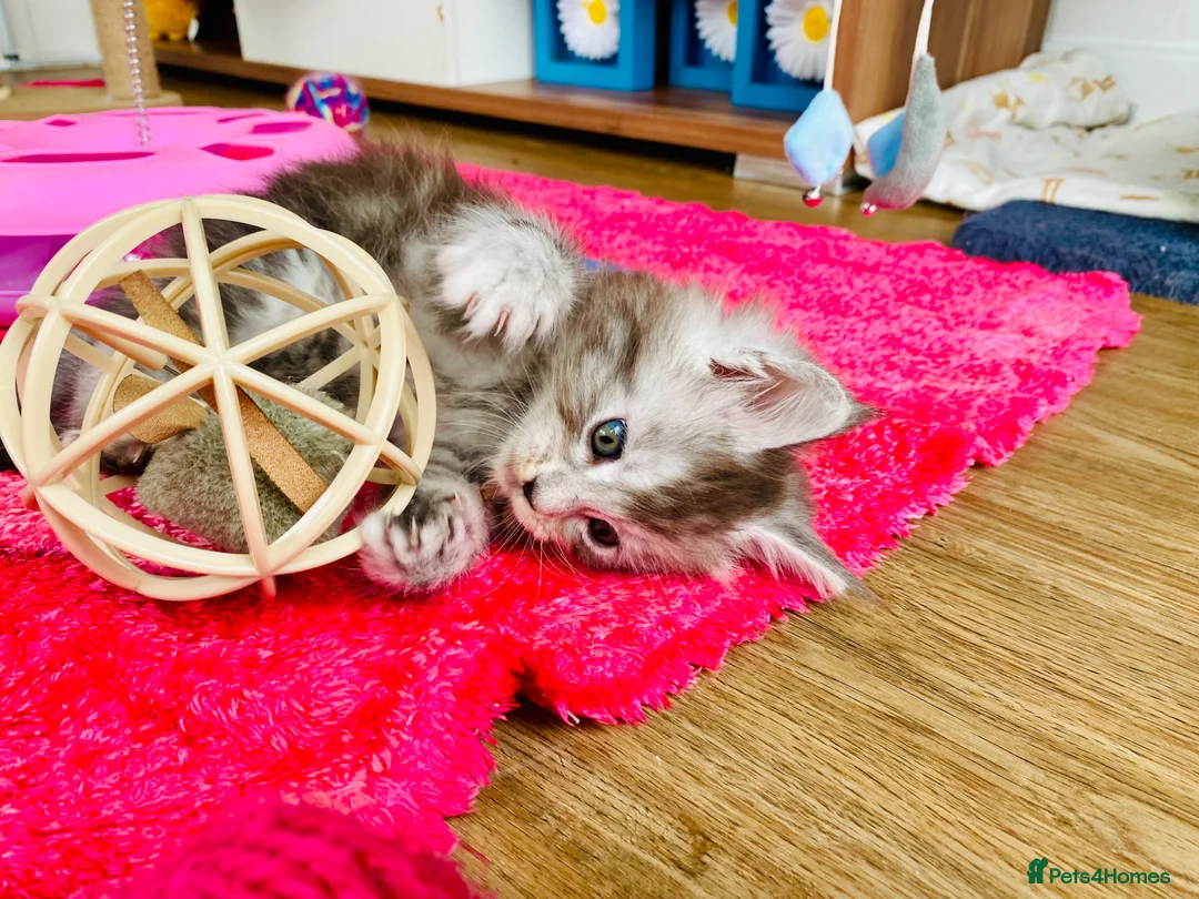 Maine Coon cats for sale: Maine Coon GCCF  - Advert 8