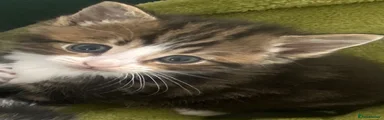 Mixed Breed Kitten 1