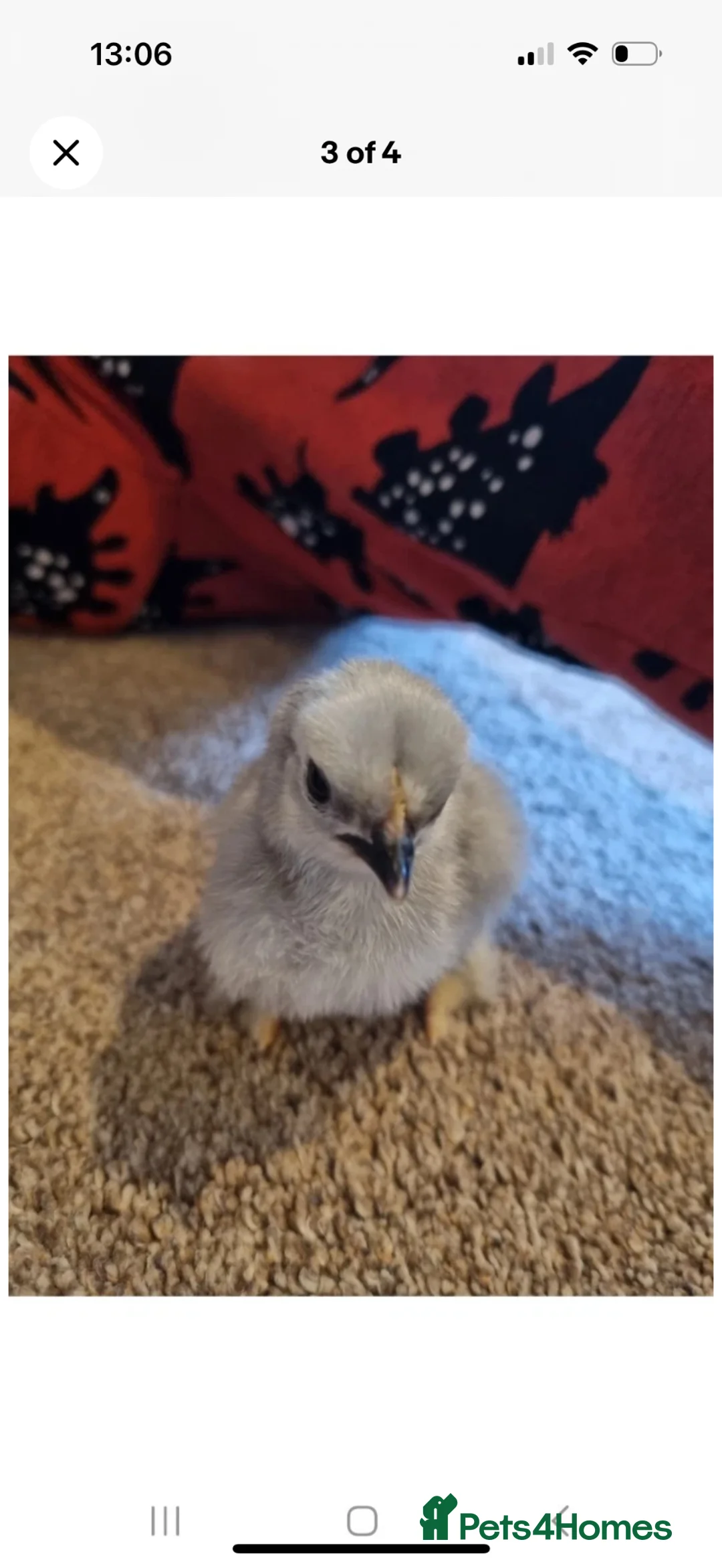 Chickens poultry for sale: Lavender peking bantam hatching eggs - Advert 4