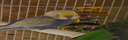 Budgerigars birds for sale: Young Budgies For Sale - Advert 6